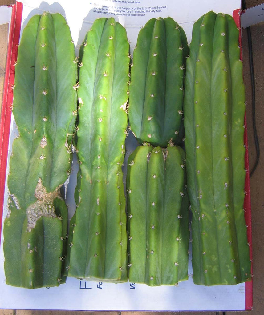 Two 12" top cuts Echinopsis pachanoi Trichocereus pachanoi known as San Pedro cactus