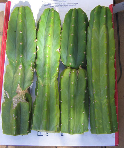 Two 12" top cuts Echinopsis pachanoi  Trichocereus pachanoi known as San Pedro cactus