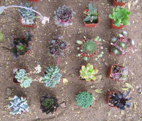 Assorted Succulent Collection (36)