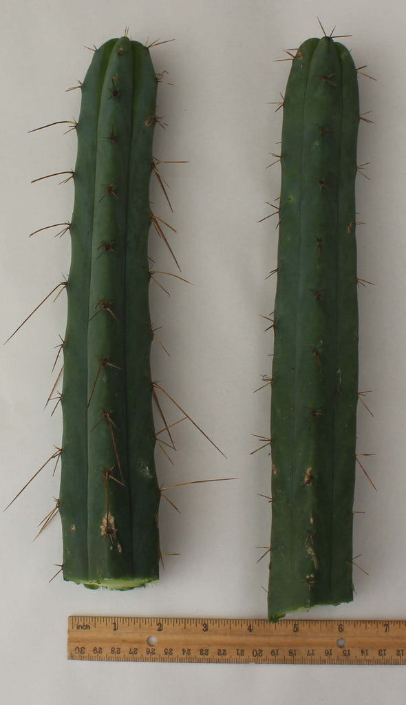 1 Ji12 Trichocereus Achuma Bridgesii Cactus Top Cuts From Jiimz Nursery