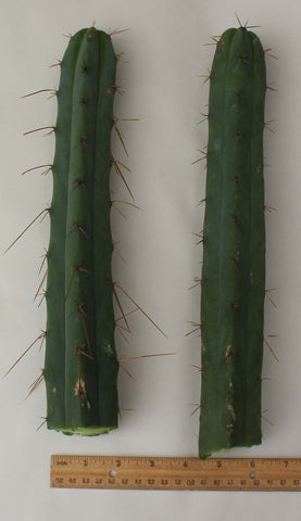 1 Ji12 Trichocereus Achuma Bridgesii Cactus Top Cuts From Jiimz Nursery