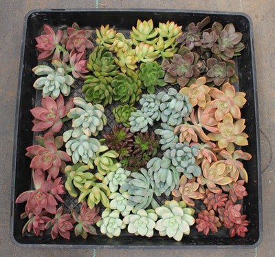 Rosette Succulent Cuttings for Living Walls (100)