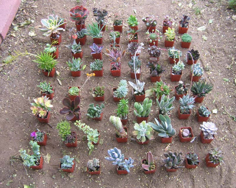 20 Gorgeous Succulents in 2" plastic pots