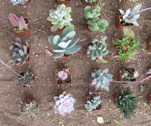 Assorted Succulent Collection (9)