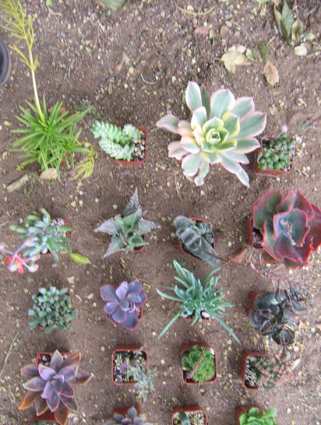 Assorted Succulent Collection (9)