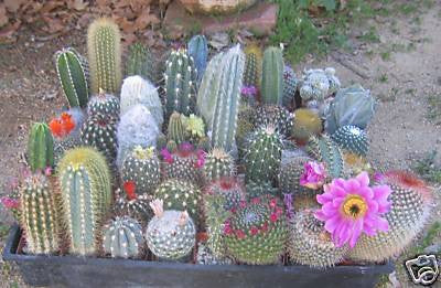 Assorted Cactus Collection (9)