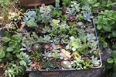 Beautiful Potted Succulents (36)