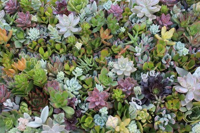 Succulent Cuttings for Living Walls (120)