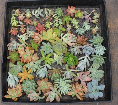 Rosette/Flower Succulent Cuttings (50)