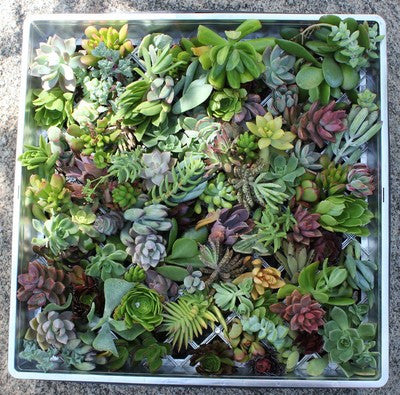 Succulent Cuttings for Living Walls (120)