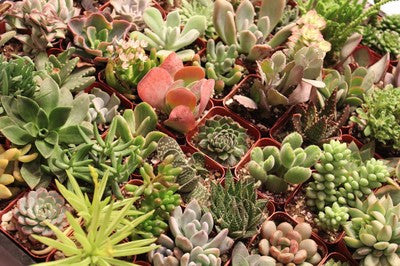 Beautiful Potted Succulents (36)