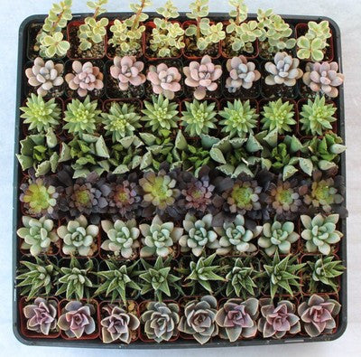 Lovely Variety Succulents (128)