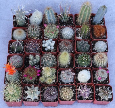 Assorted Cactus Collection (36)