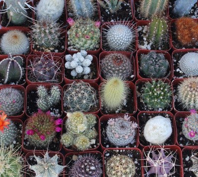 Assorted Cactus Collection (36)