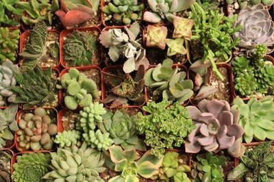 Heavenly Potted Succulents (36)