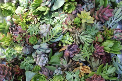 Succulent Cuttings for Living Walls (200)