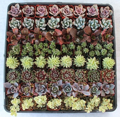 Fun & Funky Succulents Perfect Wedding Favors (100)