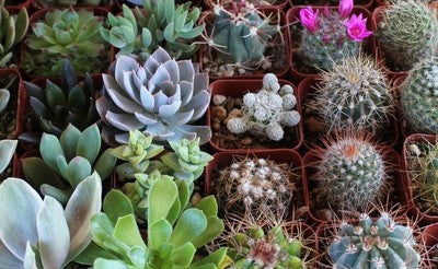 Cool Cactus & Succulent Collection (64)