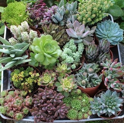 20 Assorted Succulent Collection 4 inch pots (20)