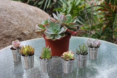 Succulents in Silver Pails (30) with Complete Wedding Favor Kit