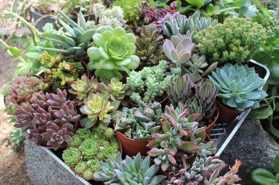 20 Assorted Succulent Collection 4 inch pots (20)